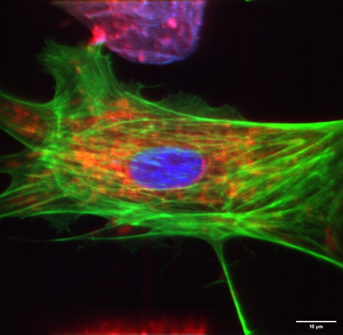 #40-BPAE cells#1-60X-DAPI&FITC&cy5-线扫